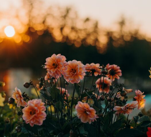 Rosa blommor i förgrunden med en solnedgång och träd i bakgrunden.